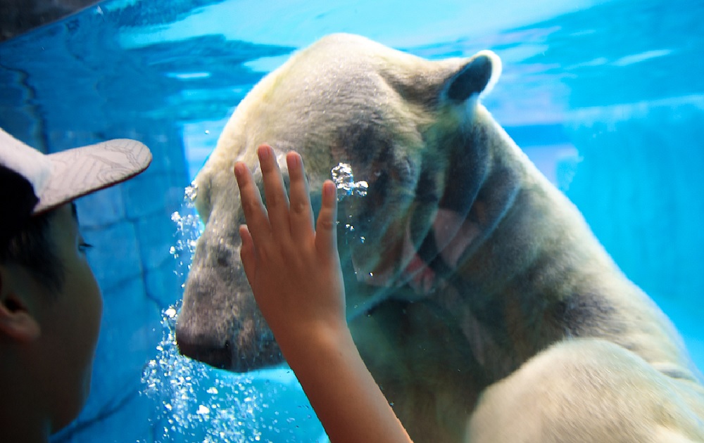 一日暢遊3大 新加坡動物園攻略